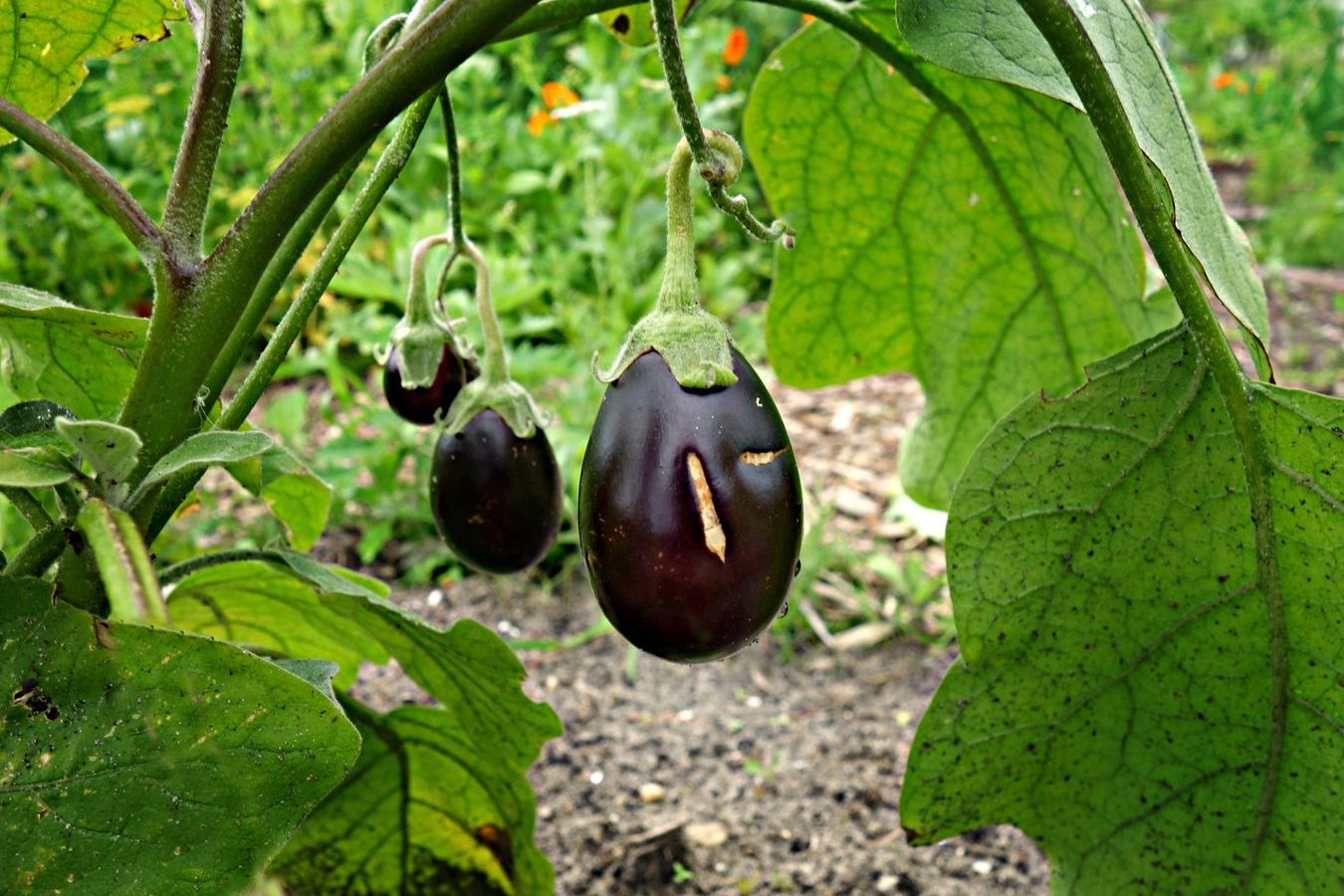 Le potager du Rempart